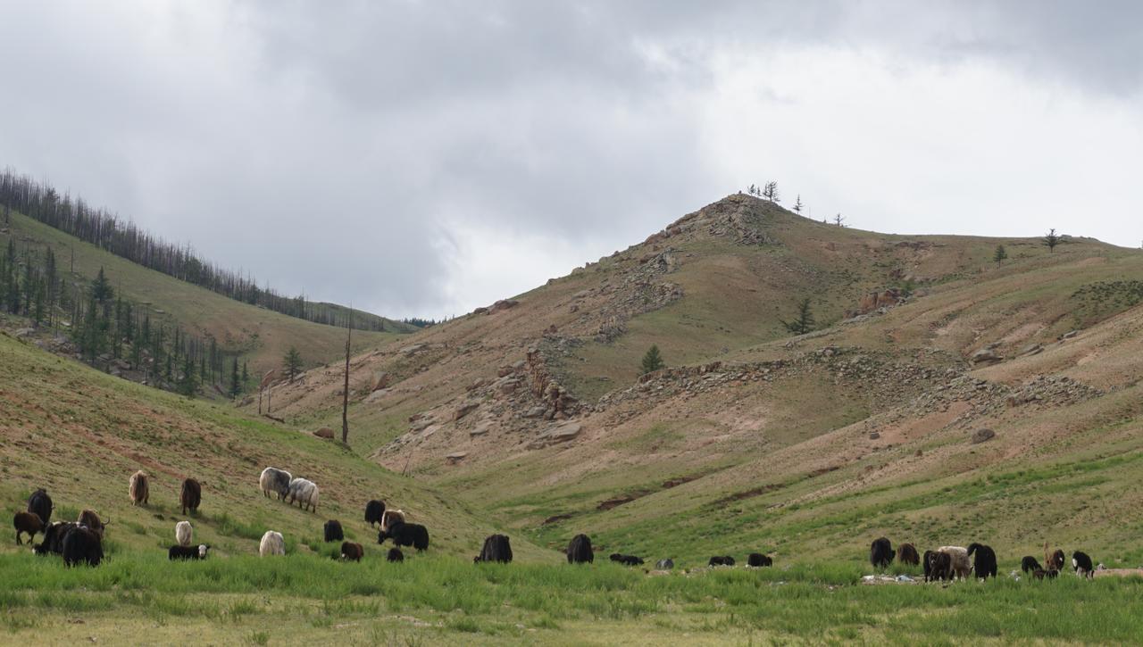 My Mongolia Eco Ger Camp Hotel Nalayh Exterior photo